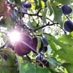Plums in the trees
