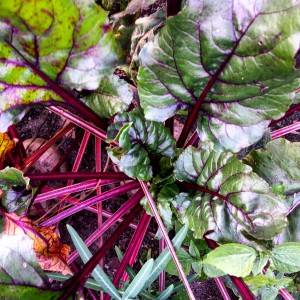 Beetroot plants in our family garden